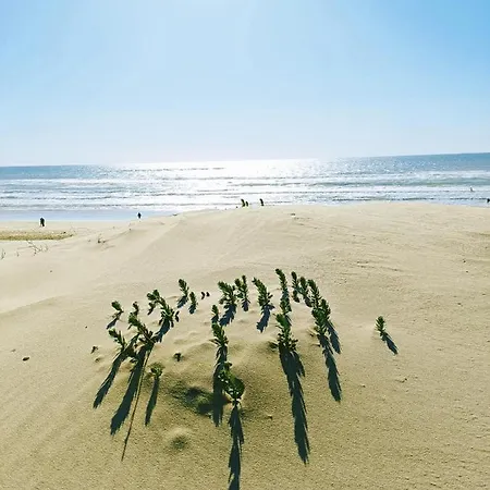 Hébergement de vacances En Bois Cosy Avec à 600m, Entre Océan Et Dune Du Pilat Sur Propriété Privée Sanguinet