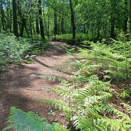 En Bois Cosy Avec à 600m, Entre Océan Et Dune Du Pilat Sur Propriété Privée * Sanguinet